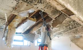 Best Environmental Consulting for Mold Prevention  in Sinking Spring, PA